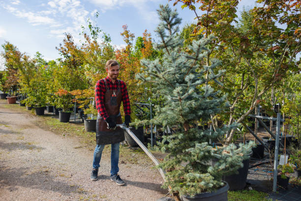 How Our Tree Care Process Works  in Mount Ivy, NY